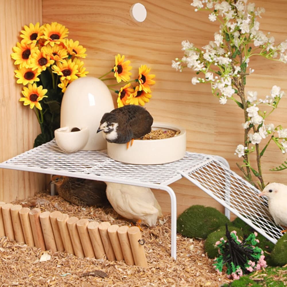 Chế Độ Ăn Hoàn Hảo Cho Gà Rutin: Hướng Dẫn Từ Trang Trại Gà Rutin