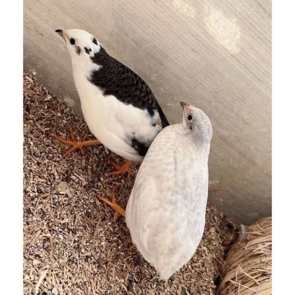 Cách Huấn Luyện Gà Rutin Thân Thiện Với Người - Bí Quyết Từ Trang Trại Gà Rutin