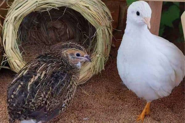 Hướng Dẫn Chi Tiết Về Cách Phối Giống và Chăm Sóc Gà Rutin Sinh Sản