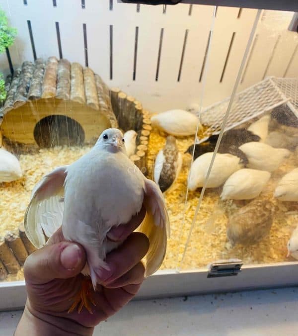 Chế Độ Ánh Sáng và Nhiệt Độ Lý Tưởng Cho Gà Rutin Cảnh