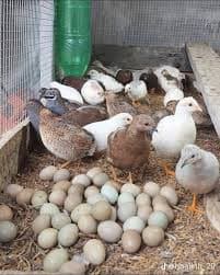 Khám Phá Giá Trị Dinh Dưỡng Của Trứng Gà Rutin