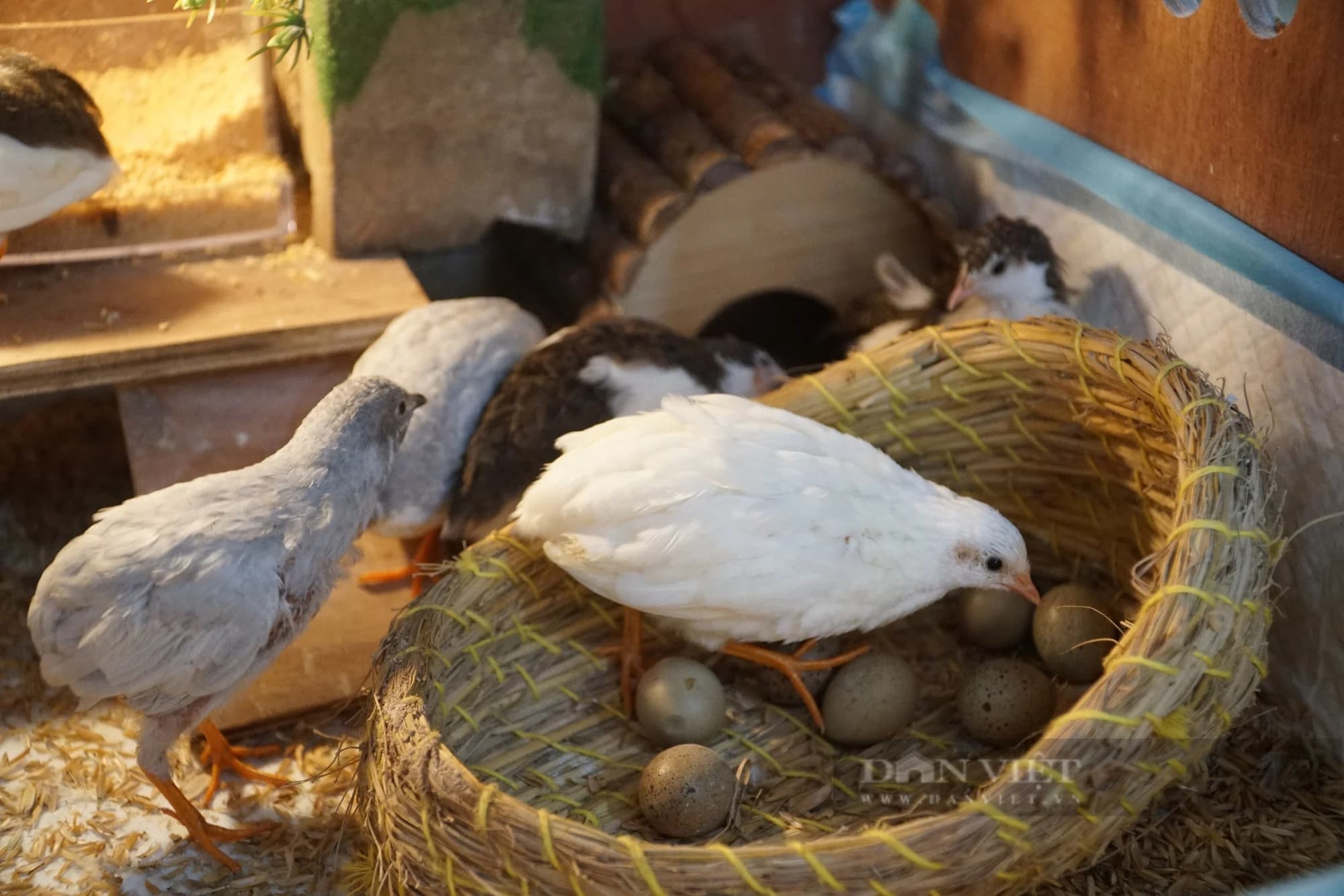 Khám Phá Bí Quyết Về Trứng Gà Rutin: Ăn Được Không, Tác Dụng Gì, Đẻ Bao Nhiêu Trứng?