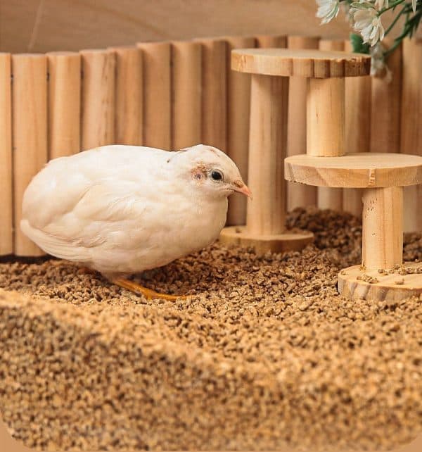 Hướng Dẫn Xử Lý Khi Gà Rutin Bị Tiêu Chảy, Sổ Mũi