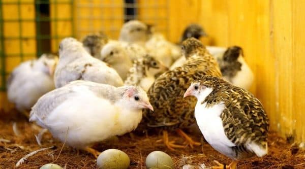 Gà Rutin Bao Lâu Thì Đẻ Trứng: Thông Tin Cần Biết Về Chu Kỳ Ấp Trứng