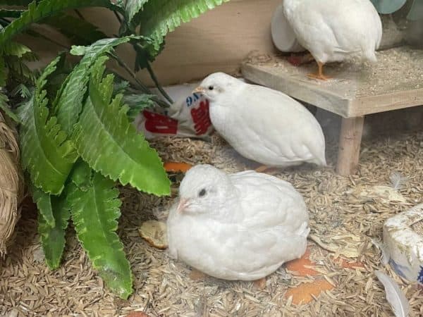 Hướng Dẫn Chọn Giống Gà Rutin Đẹp, Khỏe và Dễ Nuôi