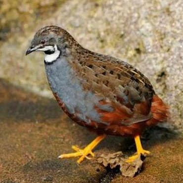 Khám Phá Những Màu Lông Gà Rutin Độc Đáo và Cách Chăm Sóc Từng Loại