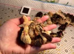 Gà Rutin Bao Lâu Thì Đẻ Trứng: Thông Tin Cần Biết Về Chu Kỳ Ấp Trứng