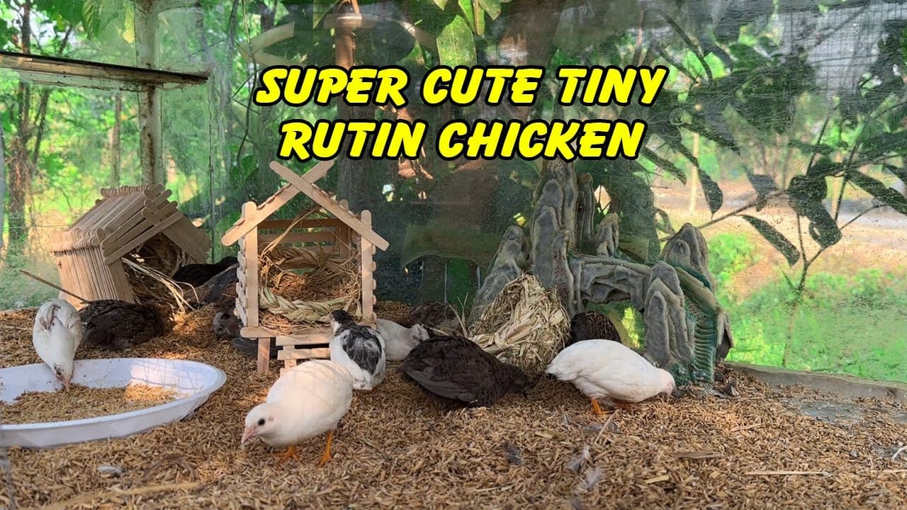 Cách Chăm Sóc Gà Rutin Hiệu Quả: Bí Quyết Từ Trang Trại Gà Rutin