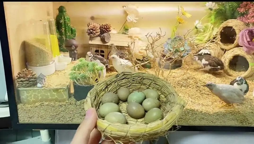 Cách Phối Giống và Chăm Sóc Gà Rutin Sinh Sản Hiệu Quả